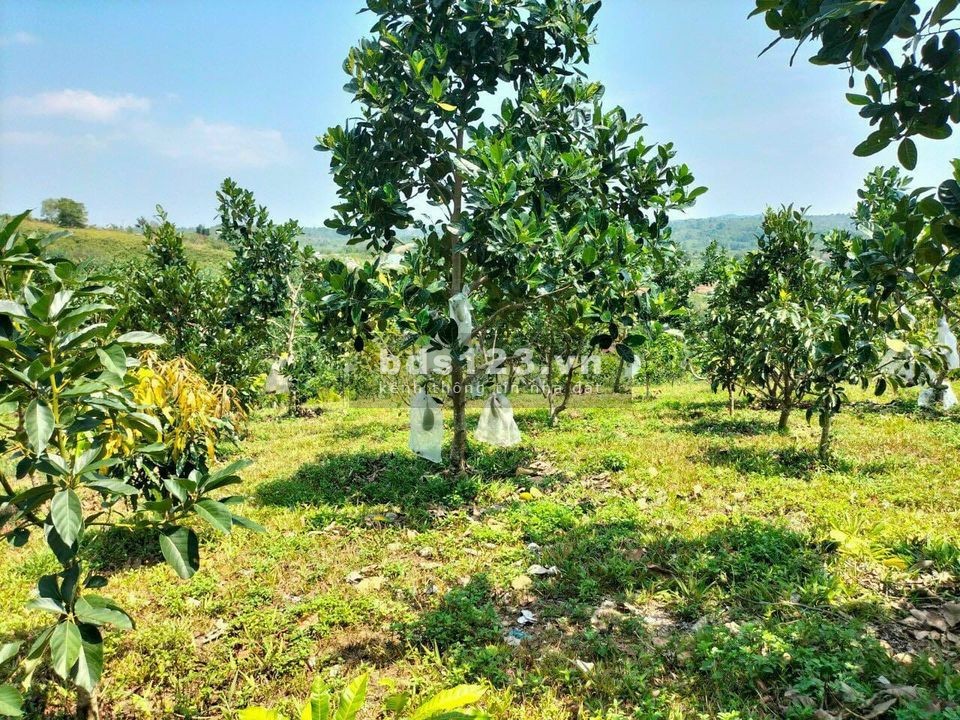 Bán đất vườn sầu riêng, vườn điều hơn 1000m giá 190tr