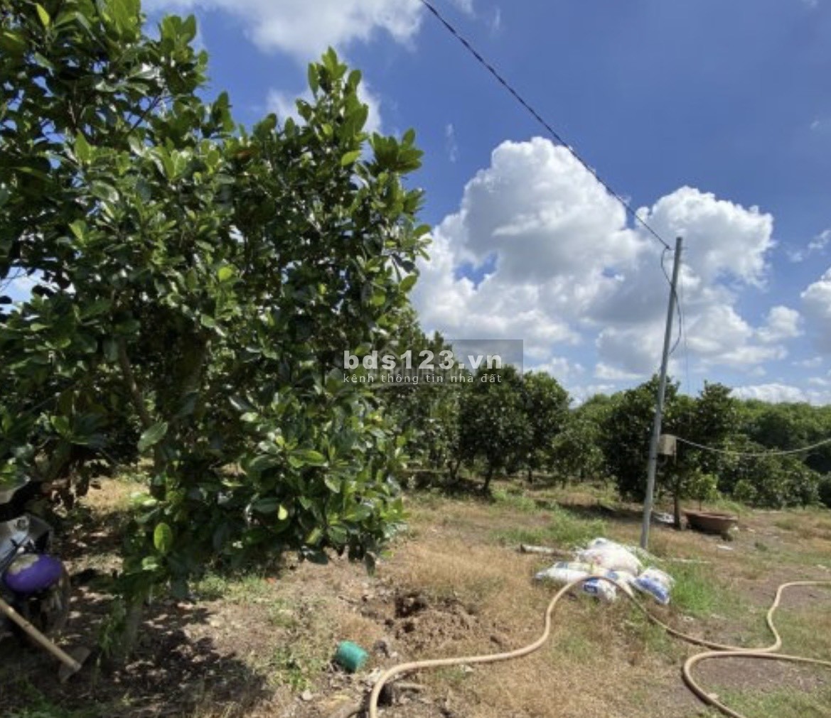 Bán đất nhà giá ngộp 550tr hết đất, 12x89m (hơn 1 sào ) trồng 200 gốc mít thái