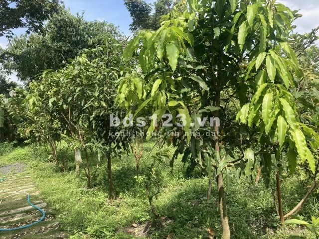 Cần bán đất thổ vườn, xã Bình Chánh