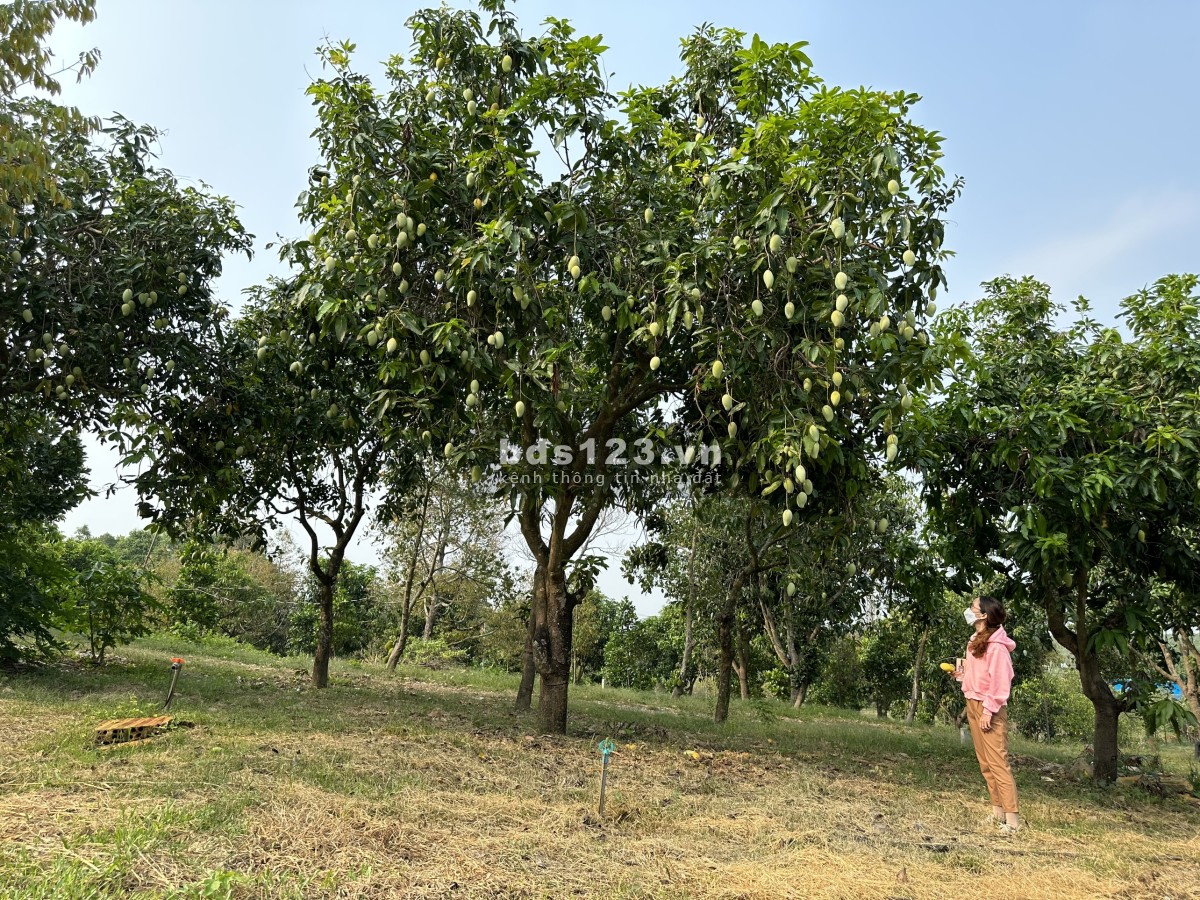 Bán đất Hồ Trị An, Cách Lưng Chừng Mây 10 phút, DT 1.200m2, điện nước sẵn, đường ôtô, khu đông dân