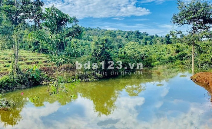 RẺ NHẤT THỊ TRƯỜNG BÁN LỖ 1298M2 ĐĂK WER CHỈ 257TR/SÀO