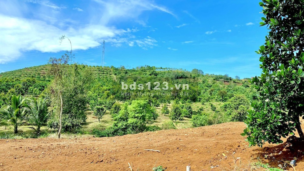 RẺ NHẤT THỊ TRƯỜNG BÁN LỖ 1298M2 ĐĂK WER CHỈ 257TR/SÀO