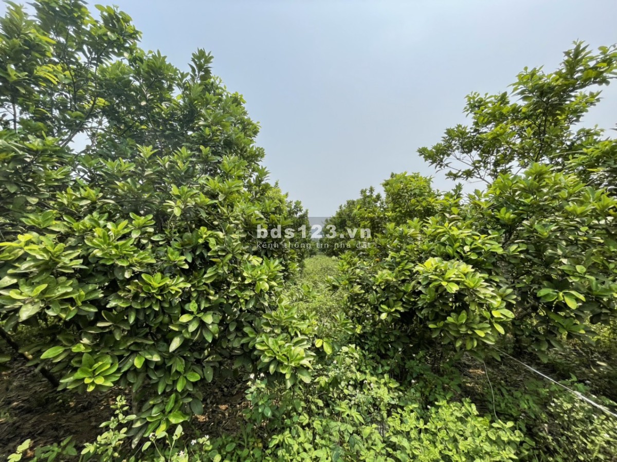 299t tr có ngay 500m đất ở tại Tân Lạc-HB bám đường 15m, đường thông các ngả, gần ủy ban, trường học