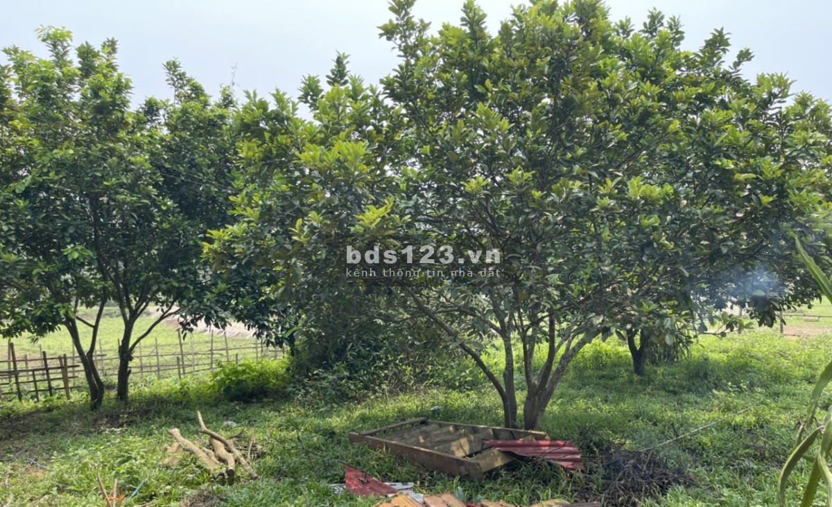 299t tr có ngay 500m đất ở tại Tân Lạc-HB bám đường 15m, đường thông các ngả, gần ủy ban, trường học