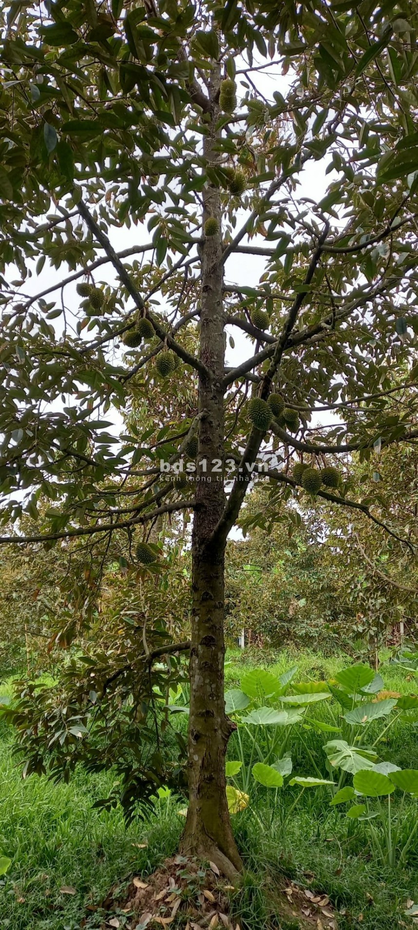 Bán gấp 6679 m2 đất sầu riêng đang cho trái, ấp Long Quới, x. Ngũ Hiệp, h. Cai Lậy, Tiền Giang