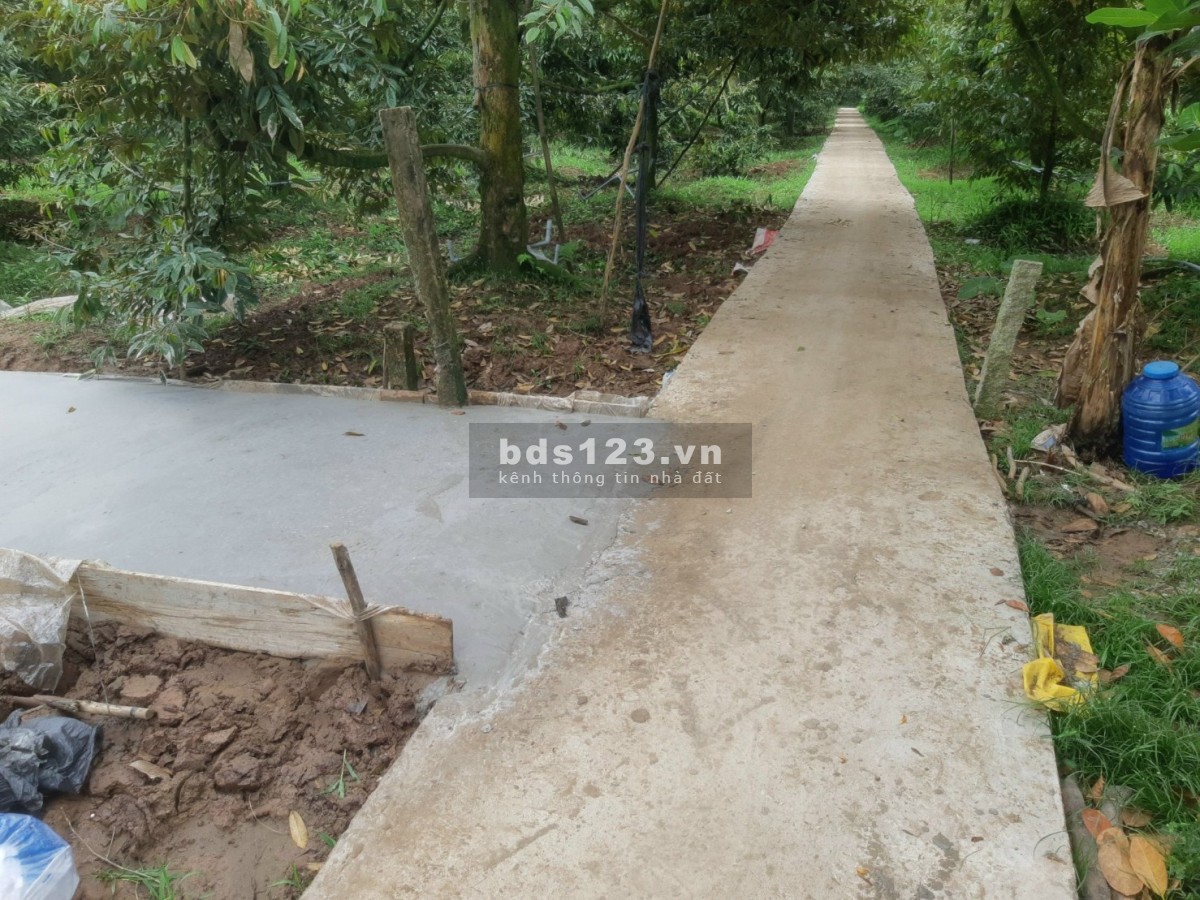 Bán gấp 6679 m2 đất sầu riêng đang cho trái, ấp Long Quới, x. Ngũ Hiệp, h. Cai Lậy, Tiền Giang