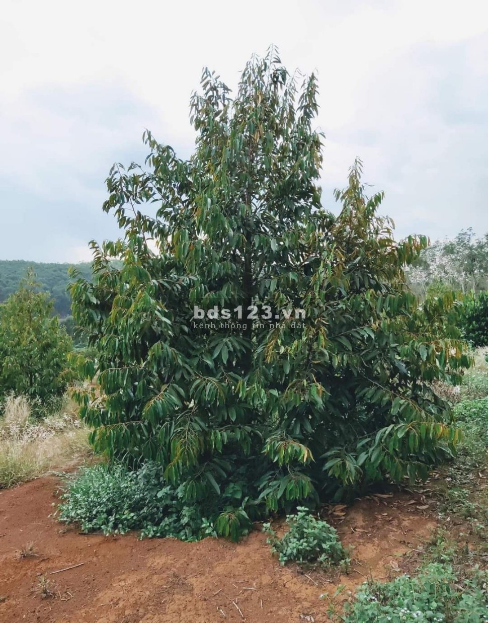 Chính chủ cần bán vườn sầu riêng 1ha, Nhân Đạo, Đắk R'Lắp, Đắk Nông. Sổ hồng riêng, 1.85 tỷ