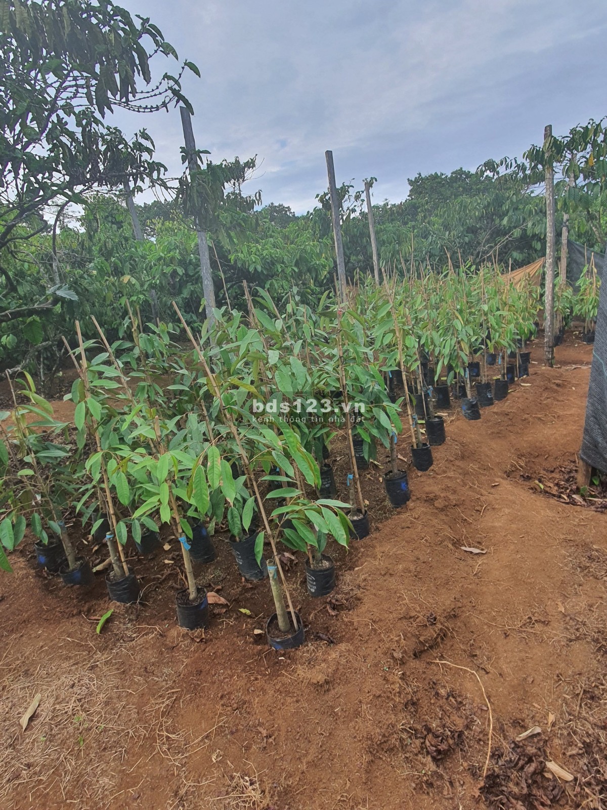 Chính chủ cần bán vườn sầu riêng 1ha, Nhân Đạo, Đắk R'Lắp, Đắk Nông. Sổ hồng riêng, 1.85 tỷ
