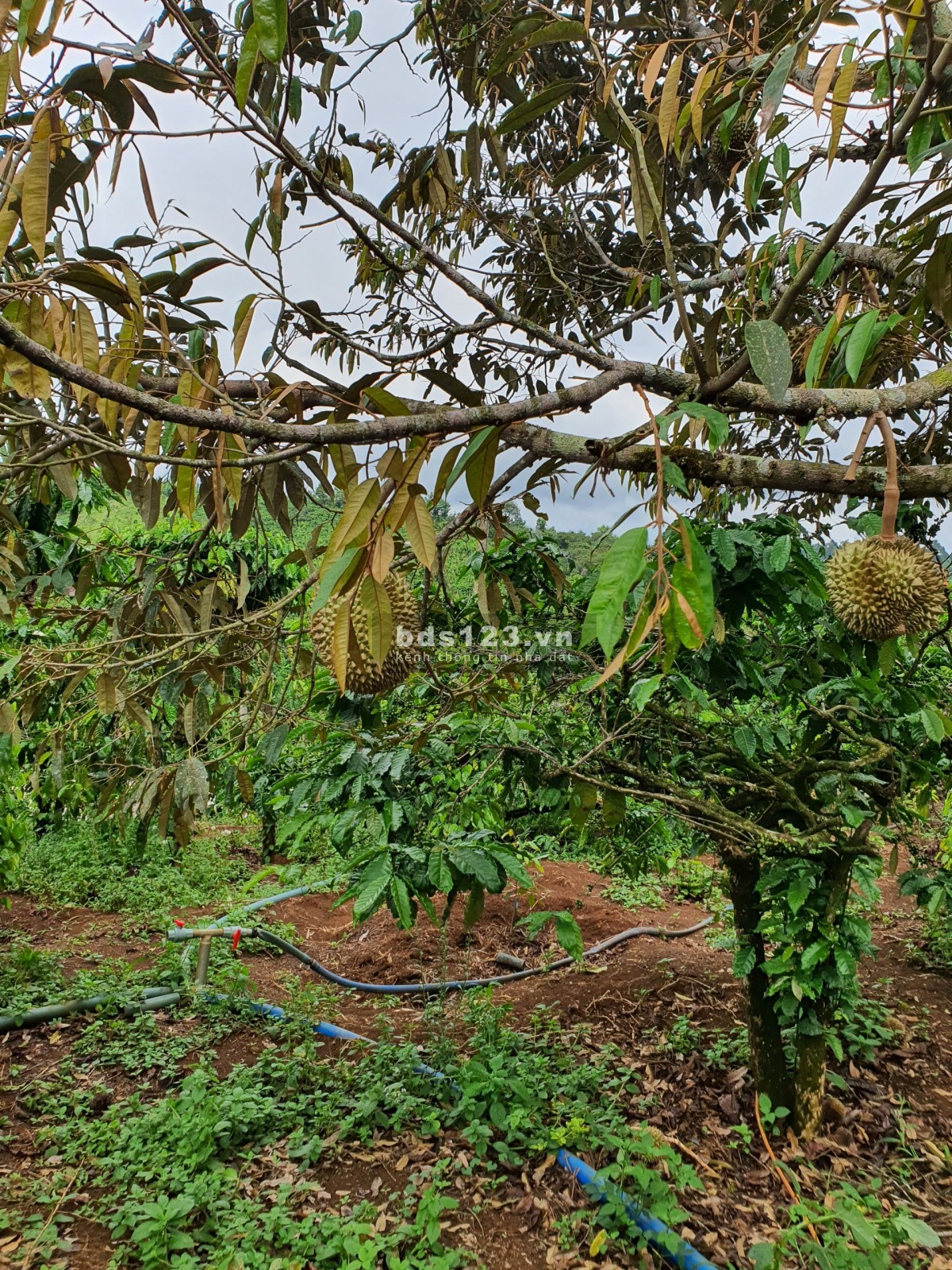 Chính chủ cần bán vườn sầu riêng 1ha, Nhân Đạo, Đắk R'Lắp, Đắk Nông. Sổ hồng riêng, 1.85 tỷ