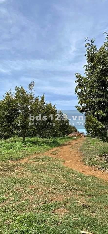 Ông anh gởi bán gấp vườn sầu 1000m2 giá 585tr