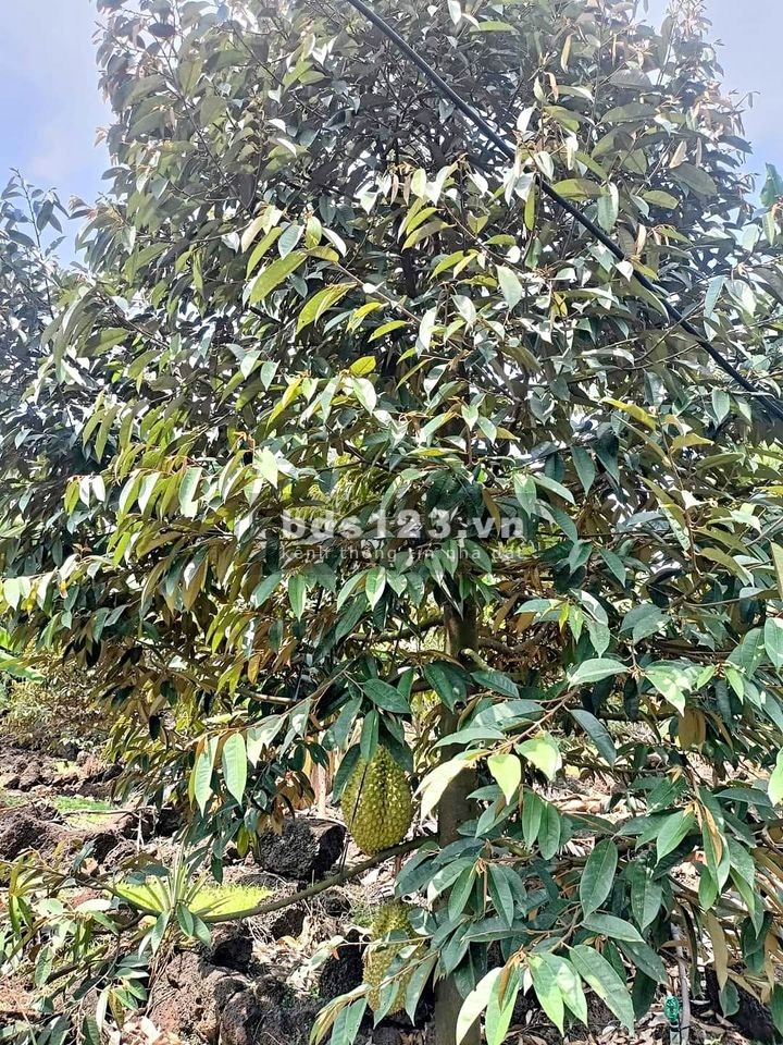 Ông anh gởi bán gấp vườn sầu 1000m2 giá 585tr