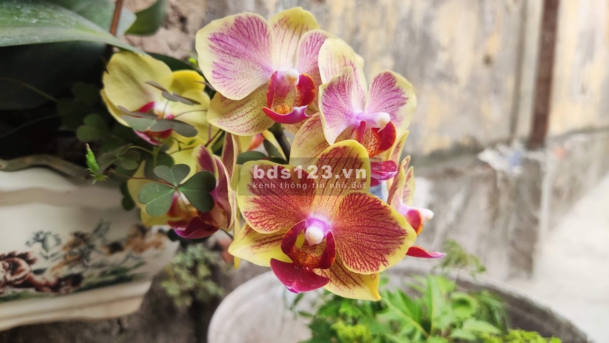 Bán nhà Sài Đồng vị trí cực đẹp 52 m2 , ô tô 7 vào nhà (chủ cần bán gấp, giá cực hữu nghị)
