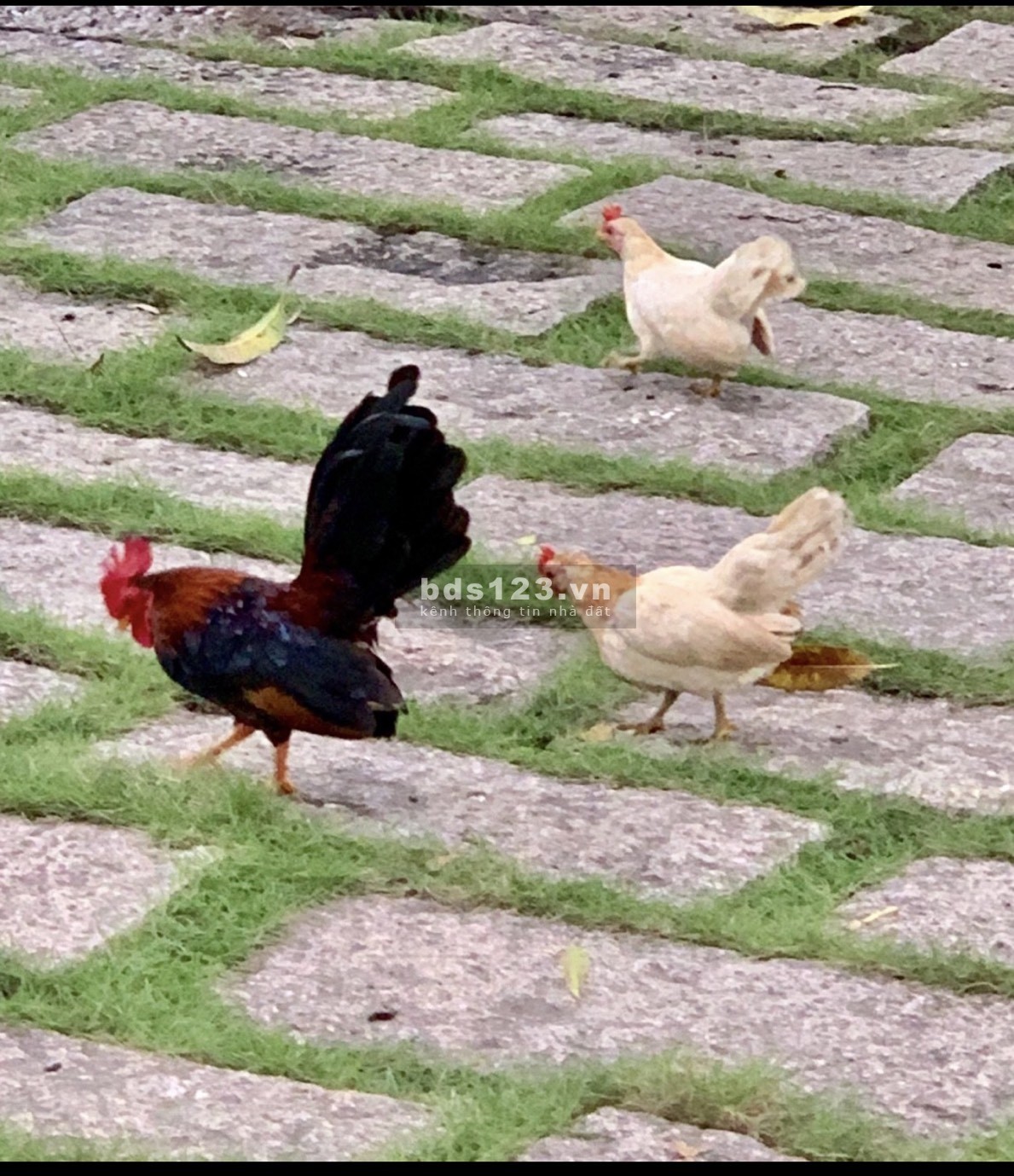Chính chủ bán căn nhà biệt thự đẹp lung linh 2 MT đường số 1 khu dân cư Văn Lang