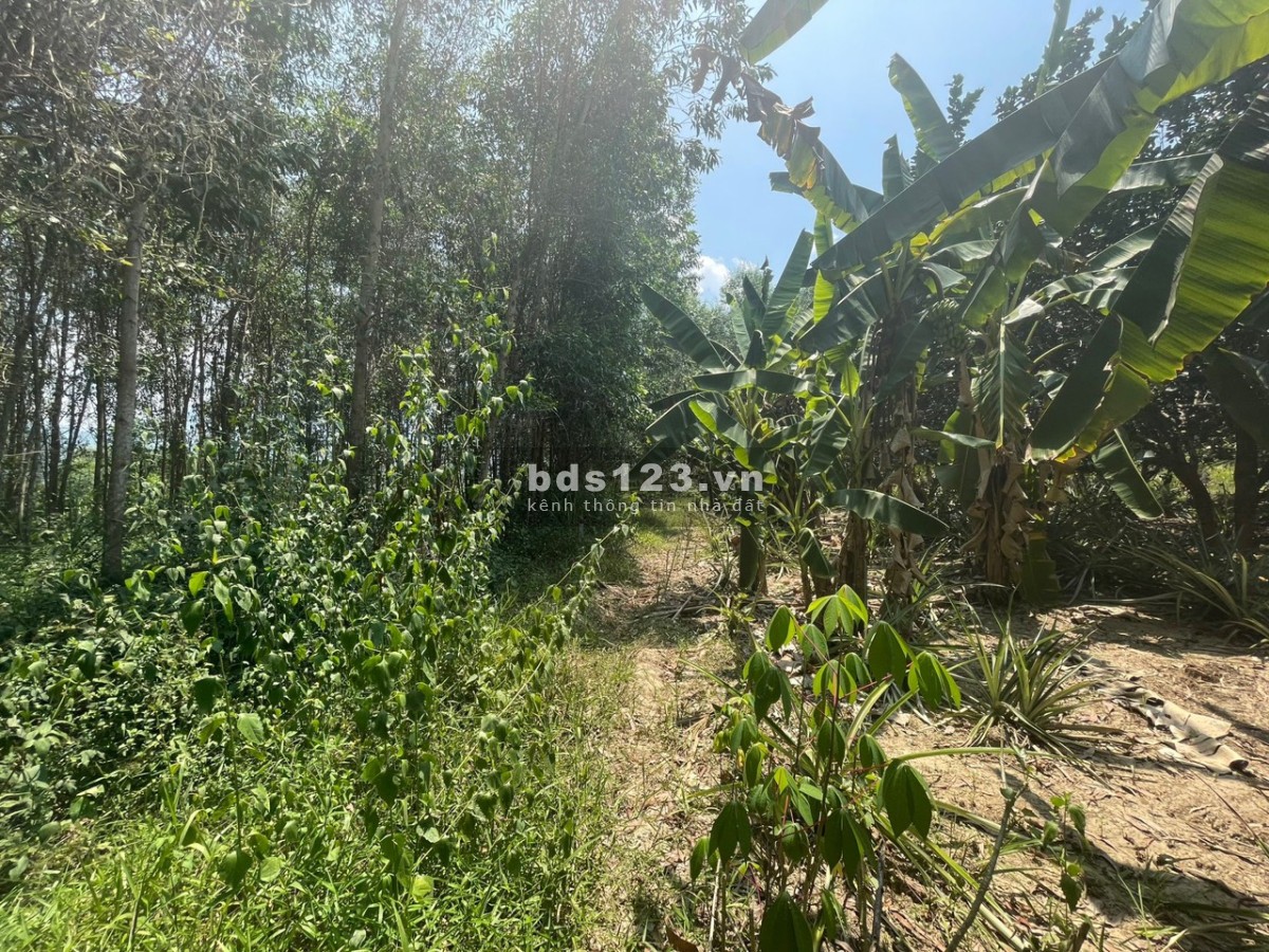 Đất suối có sổ hồng 535m2 view sông tại Khánh Vĩnh - Khánh Hoà Giá 99 triệu.