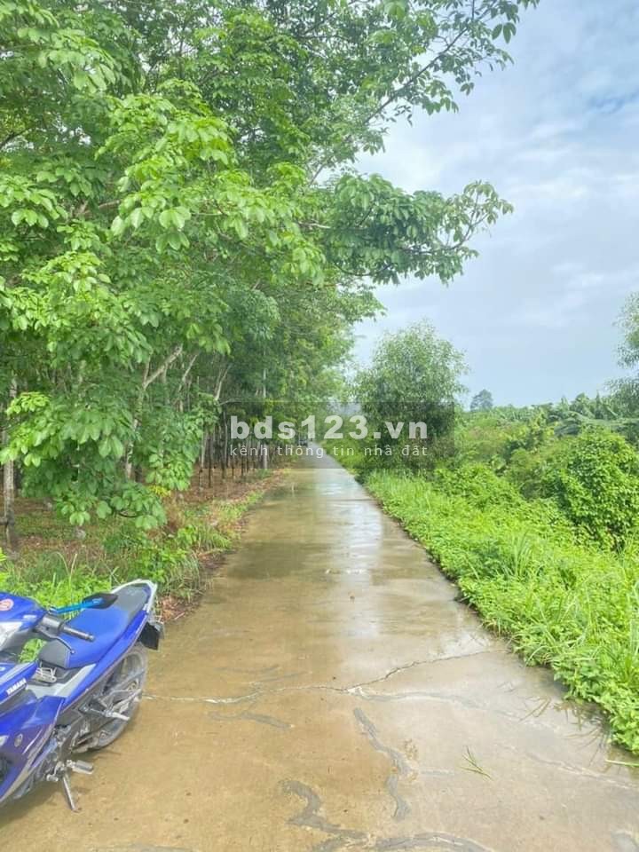 Kẹt tiền chủ cần bán gấp gần 1 hecta đất xã Nhuận Đức