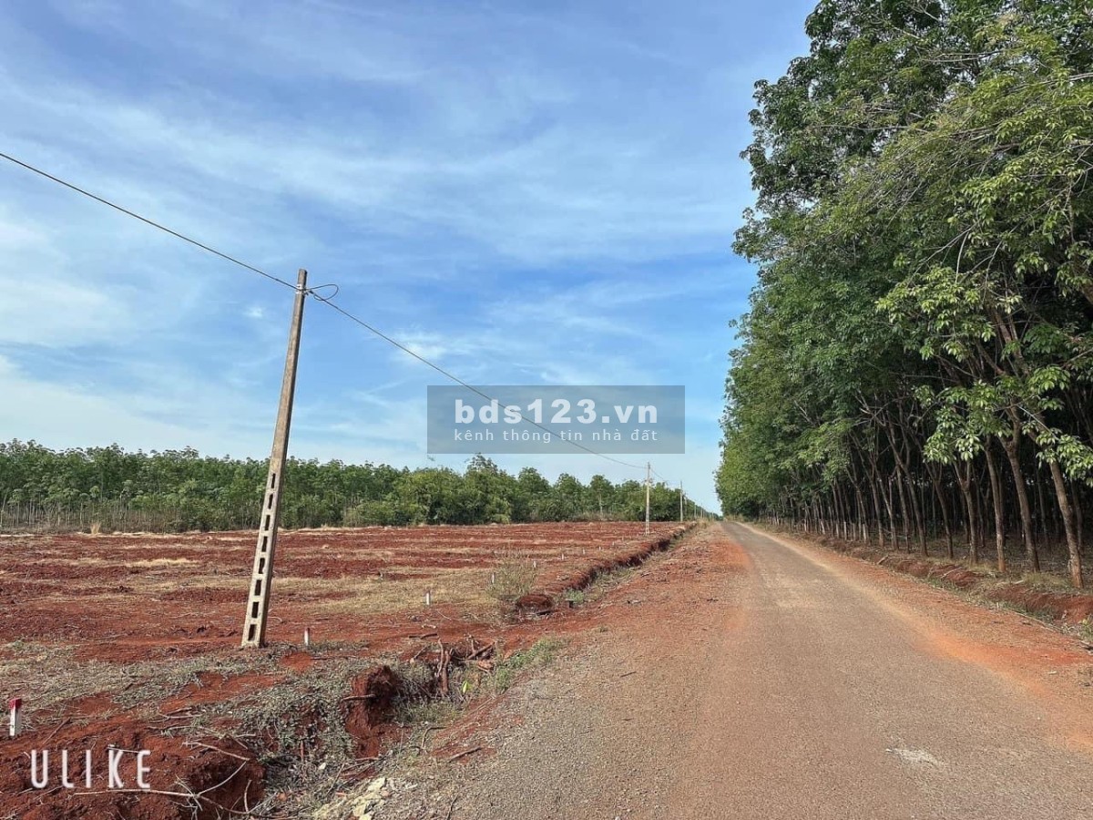 Bán gấp lô đất 250m2 long bình, phú riềng, bình phước giá rẻ nhất khu vực liên hệ 0369155836