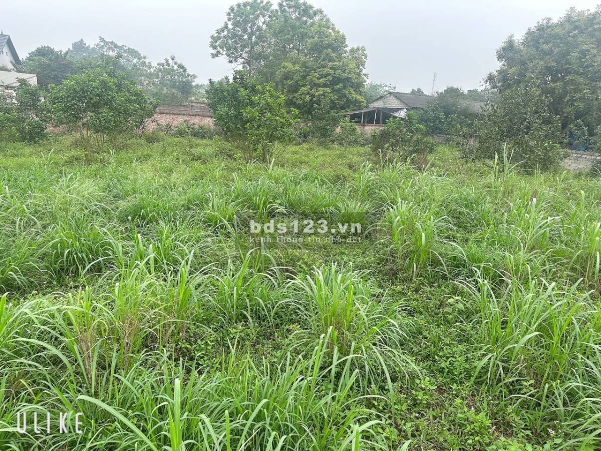 1315m2 Tản Lĩnh, Ba Vì, HN, 500m ra QL 87A, cuối đại lộ Thăng Long kéo dài, chính chủ bán giá gốc
