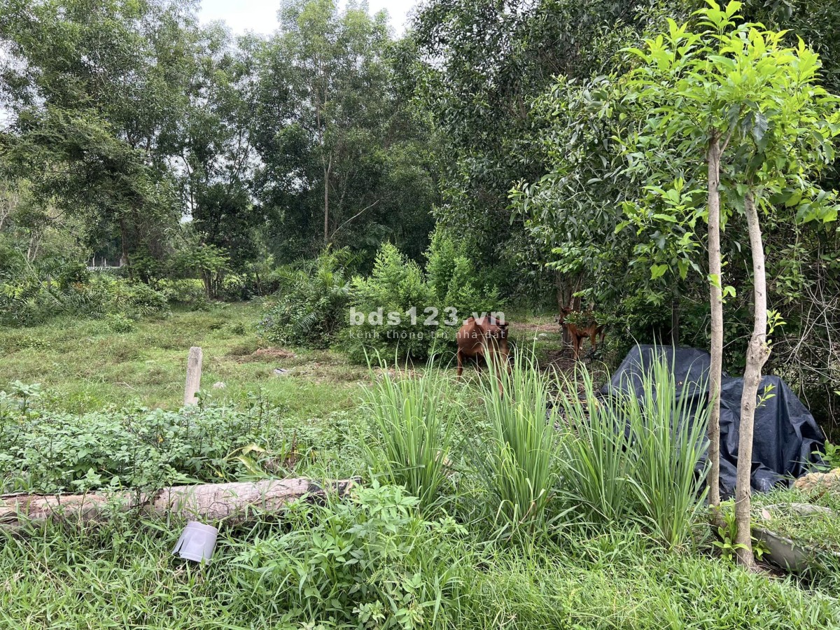 Cắt lỗ gấp lô đất Thái Mỹ 90m2 full thổ cư đường nhựa thông thoáng giá ngộp 700tr thương lượng.