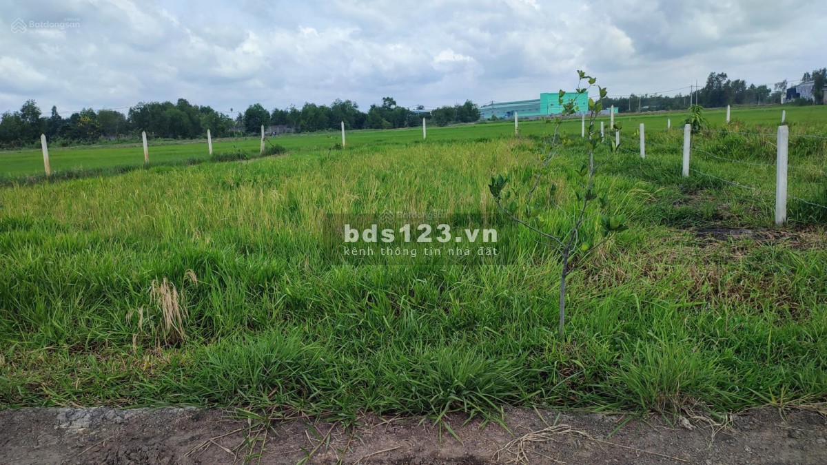 Cần bán hơn 500m2 đất vườn tỉnh lộ 7 , Phước Thạnh Củ Chi SHR Gía chốt 990TR