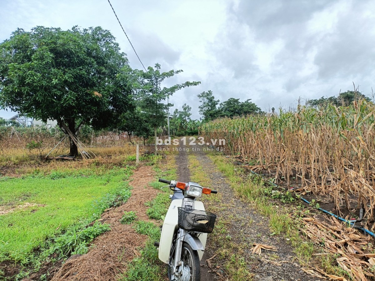 Sông ray 2 sào giá rẻ bất ngờ làm farm tuyệt vời yên tĩnh.