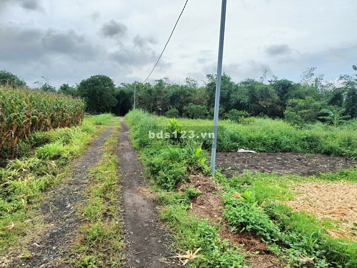 Sông ray 2 sào giá rẻ bất ngờ làm farm tuyệt vời yên tĩnh.