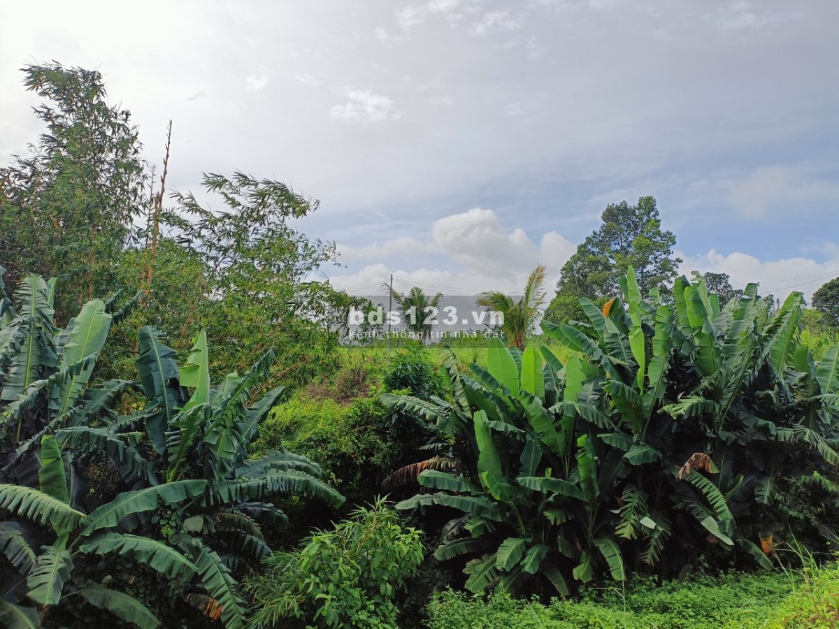 Sông ray cần bán 4 sào hơn view suối nghỉ dưỡng.