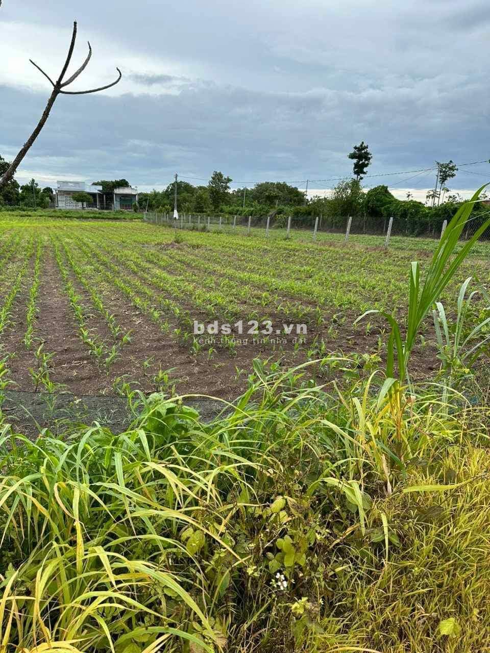 Bán đất ngay xã Xuân Tây, diện tích 1000m² bê tông giá tốt