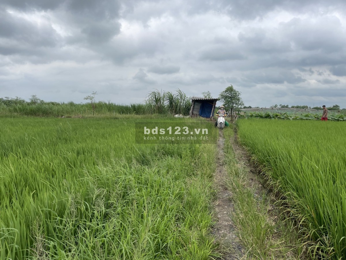 Đất rẻ chỉ 200 triệu 1000m2 tại Tân Điền, Gò Công Đông, Tiền Giang