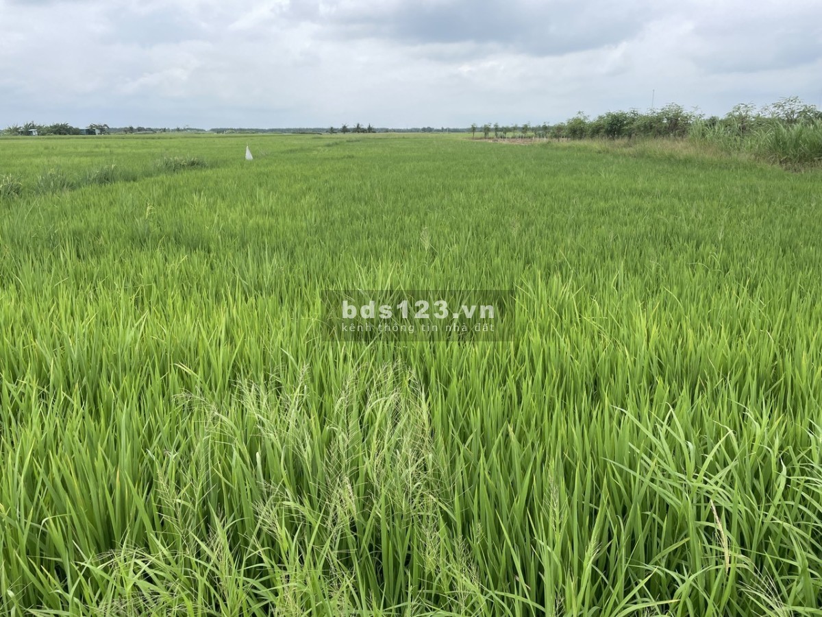 Đất rẻ chỉ 200 triệu 1000m2 tại Tân Điền, Gò Công Đông, Tiền Giang