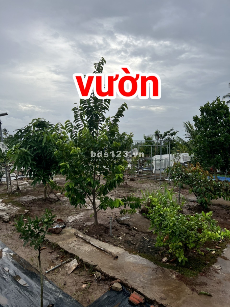 Bán 3.2 công đất view nhà vườn nghỉ dưỡng tại Gò Công Tây, Tiền Giang giá rẻ