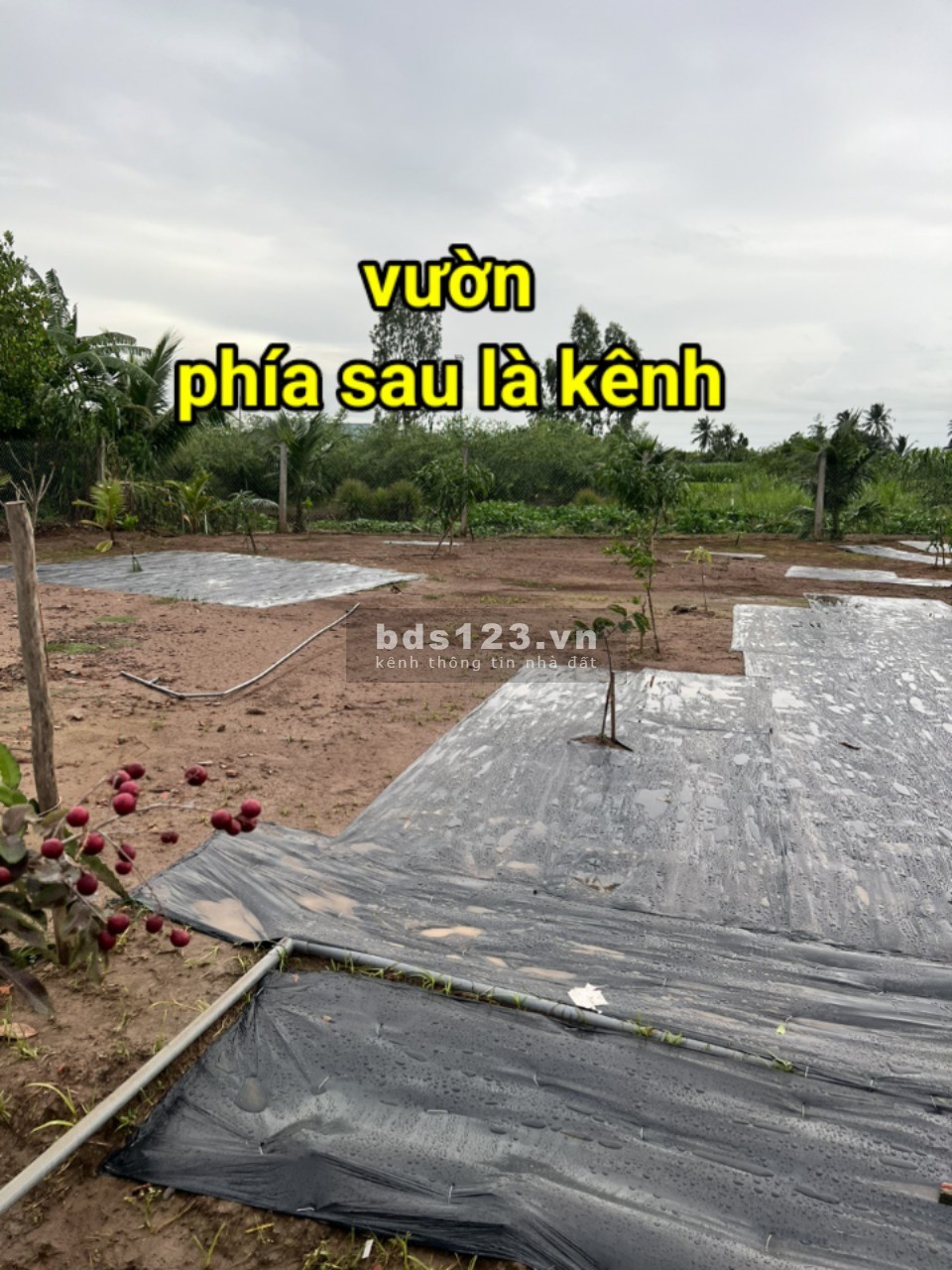 Bán 3.2 công đất view nhà vườn nghỉ dưỡng tại Gò Công Tây, Tiền Giang giá rẻ