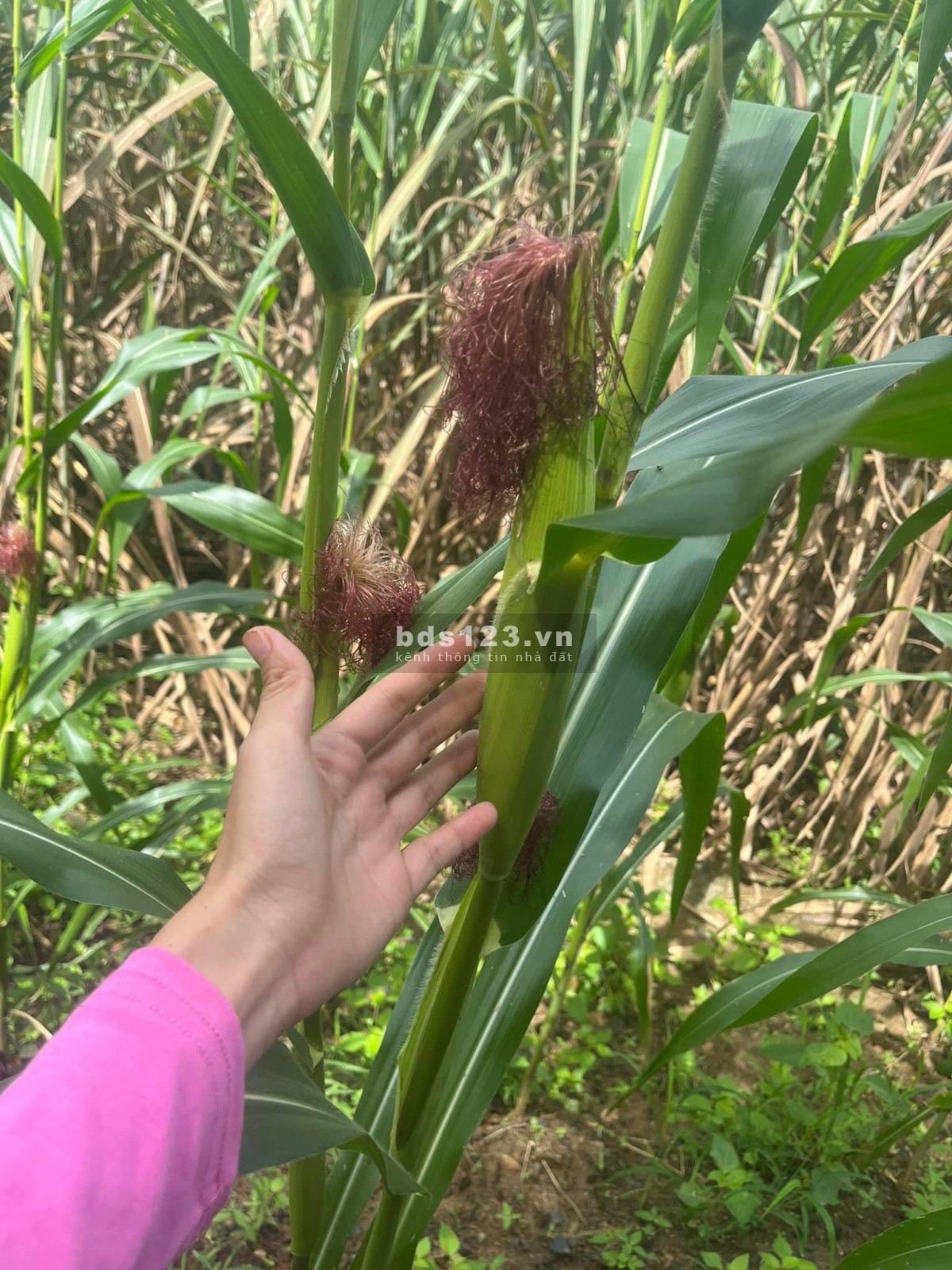 Chính chủ bán đất Khánh Vĩnh quy hoạch thổ cư 619mv giá 330 triệu.