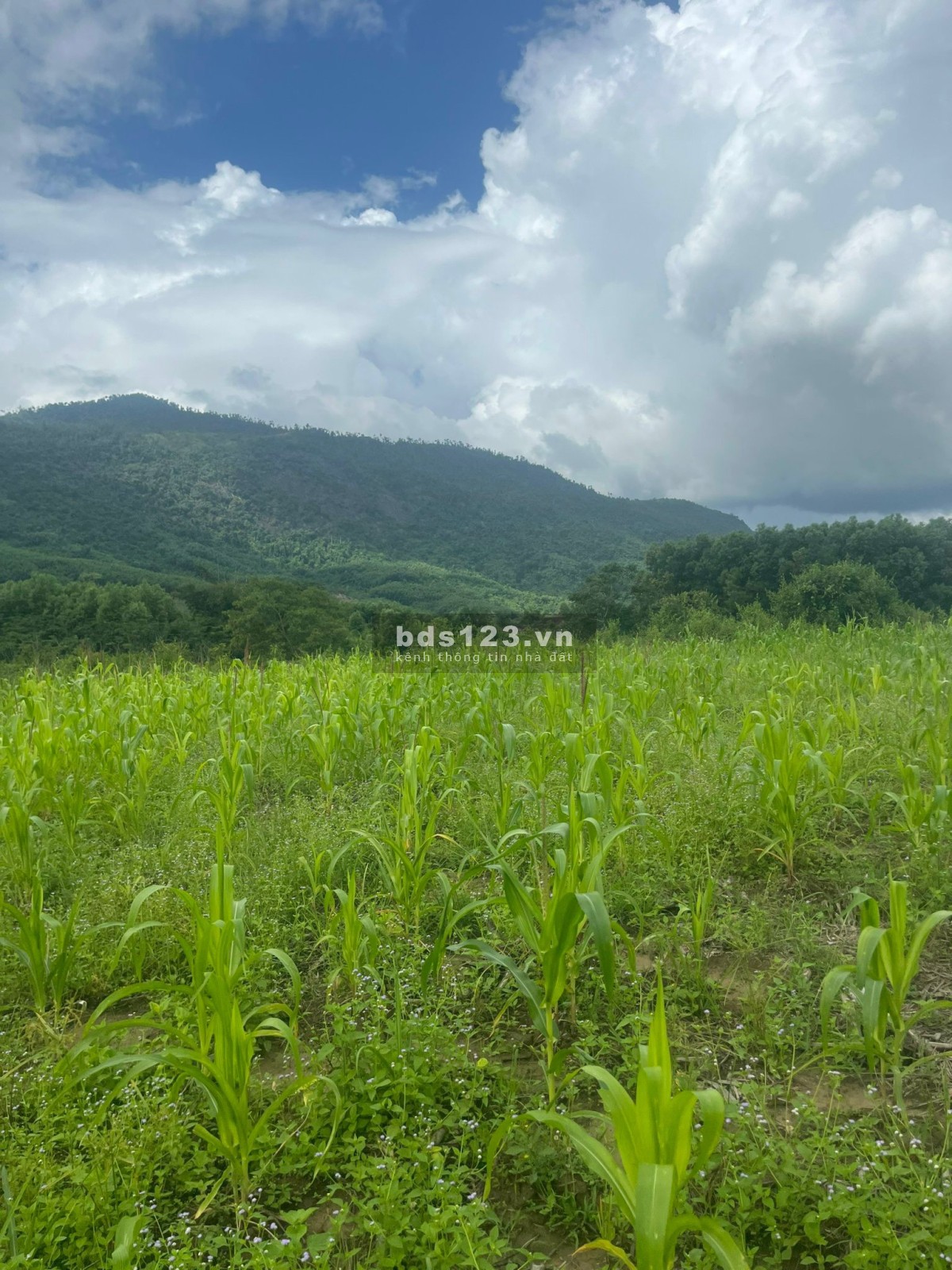 Chính chủ bán đất Khánh Vĩnh quy hoạch thổ cư 619mv giá 330 triệu.