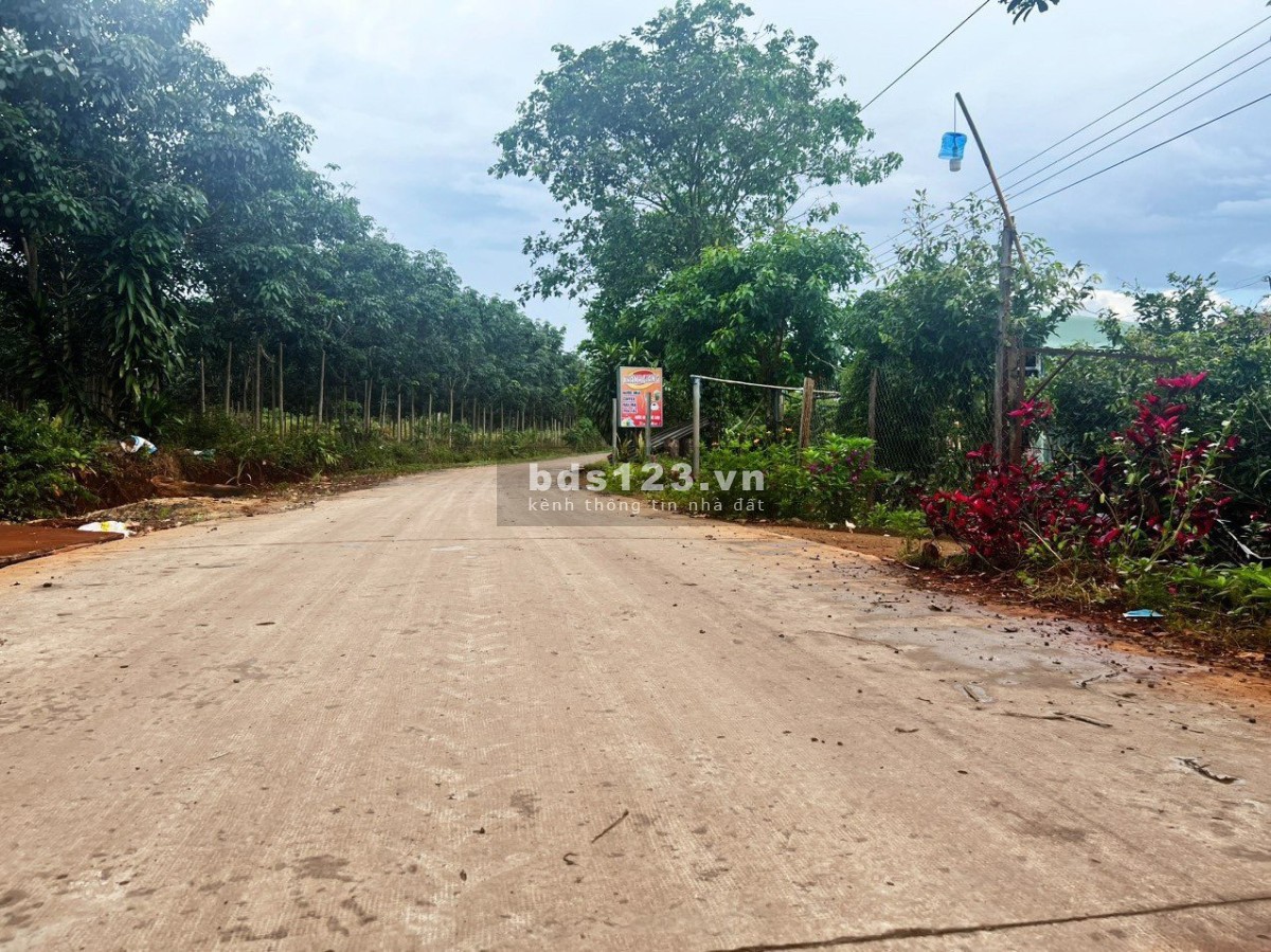 Chủ nhà bể nợ cần bán gấp đất ở Nghĩa Trung - Bình Phước