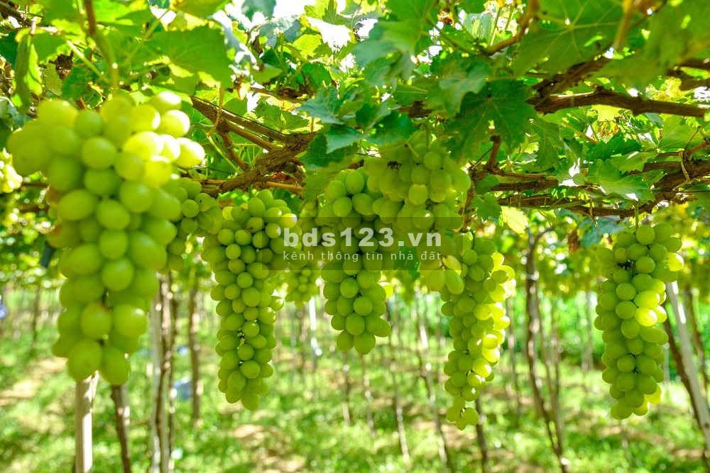 Chính chủ cần bán gấp lô đất_ 5000m2, đất Trang trại, View biển_Giá 350k m2