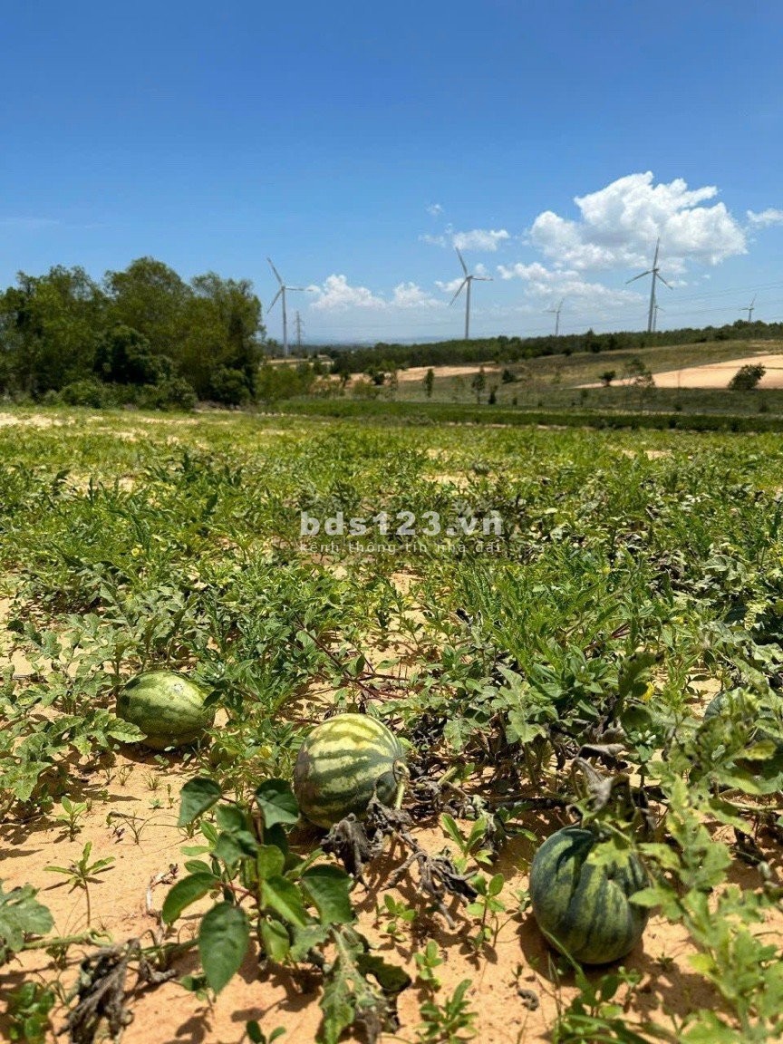 Cần bán 4.454m2 đất trang trại, view biển 100% tại Bình Thuận