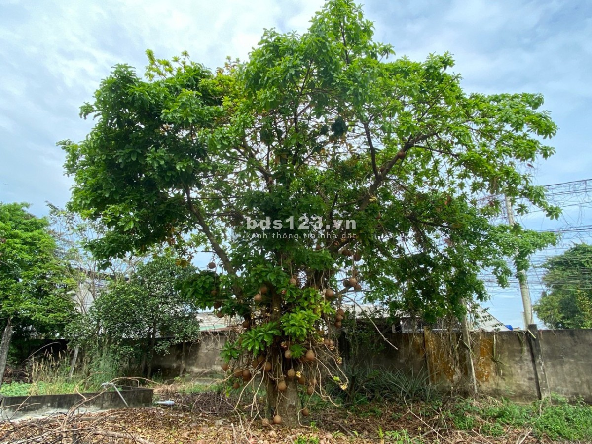 Bán 5.009m² đất sản xuất và xây dựng đường Mỹ Hạnh, Đức Hòa, Long An