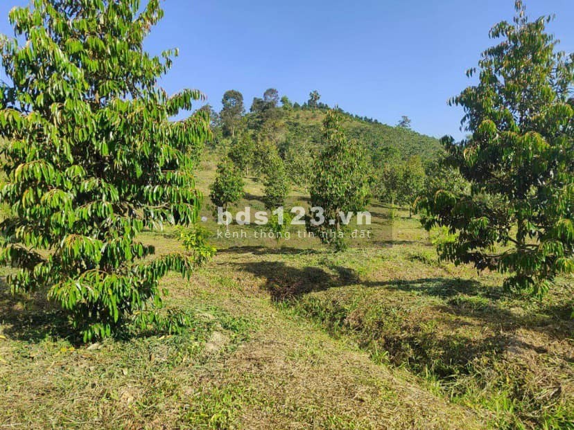 Bán 3000m2 đất sầu riêng Ri6 mặt tiền nhựa 12m cách TP. Đồng Xoài 3km chốt 270 triệu