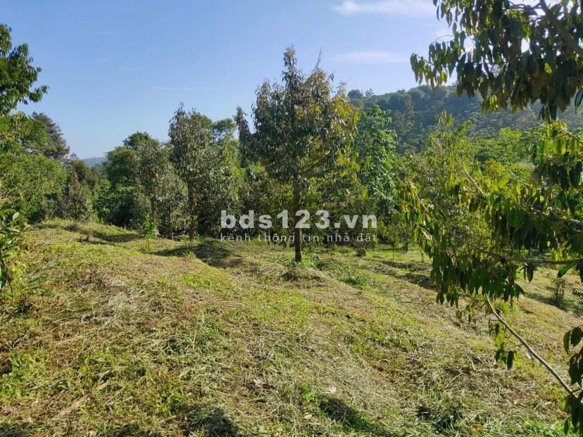Bán 3000m2 đất sầu riêng Ri6 mặt tiền nhựa 12m cách TP. Đồng Xoài 3km chốt 270 triệu
