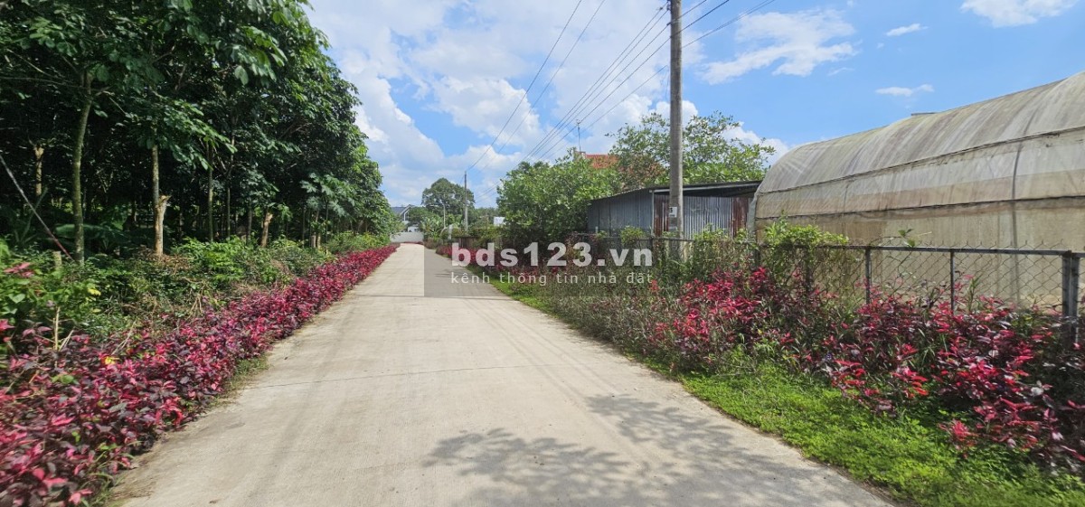 Chính chủ cần ra lô đất full thổ cư ngay trung tâm Phú Giáo 250m² chỉ 600 triệu
