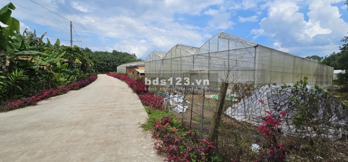 Chính chủ cần ra lô đất full thổ cư ngay trung tâm Phú Giáo 250m² chỉ 600 triệu