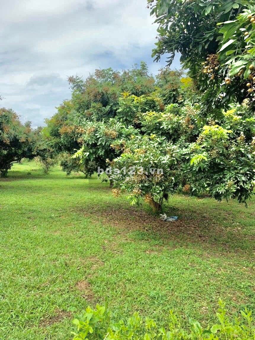 Năm ngoái tôi có mua miếng 2000m² đất định về làm nhà vườn, nhưng nay kẹt quá cần bán nhanh