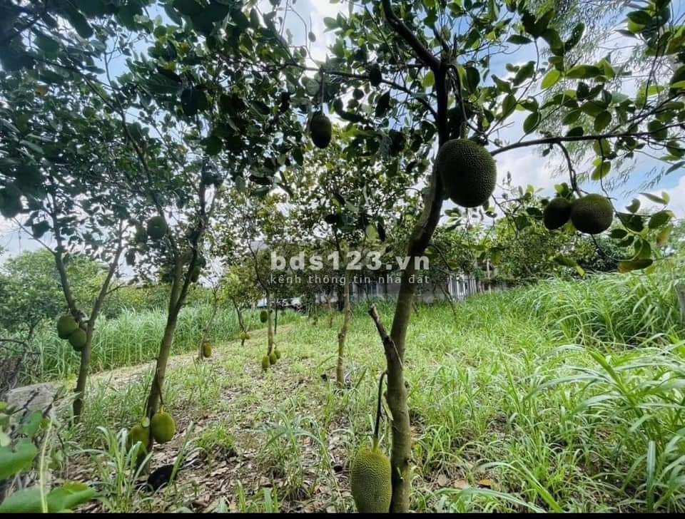 Kẹt vốn làm ăn nên tôi cần bán gấp mảnh 2000m2 đất ngay Chợ cách 400m.
