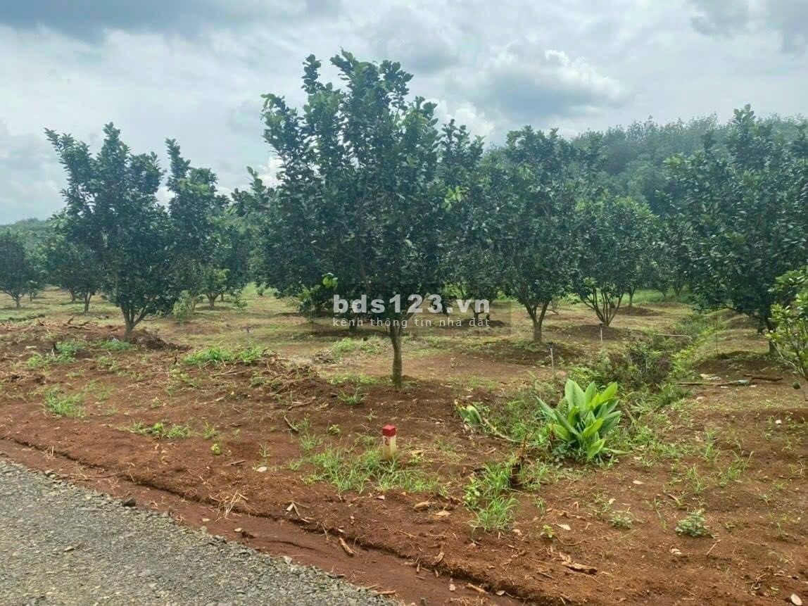 Do lớn tuổi không chăm được vườn nên tôi muốn sang lại mãnh vườn trái cây 2000m² giá 360 triệu