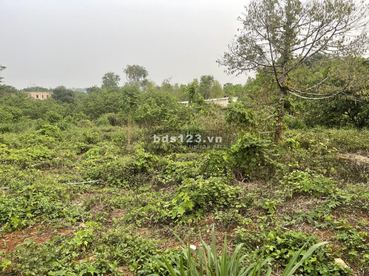 Bán đất chính chủ 730m², 100m² tc thuộc Tx Bình Long giá chỉ 460 triệu. Bê tông 5m oto đi thoải mái