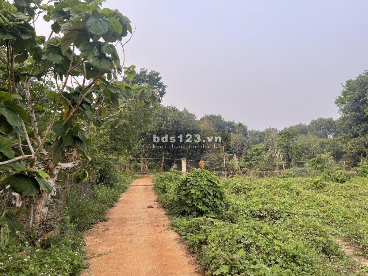 Bán đất chính chủ 730m², 100m² tc thuộc Tx Bình Long giá chỉ 460 triệu. Bê tông 5m oto đi thoải mái