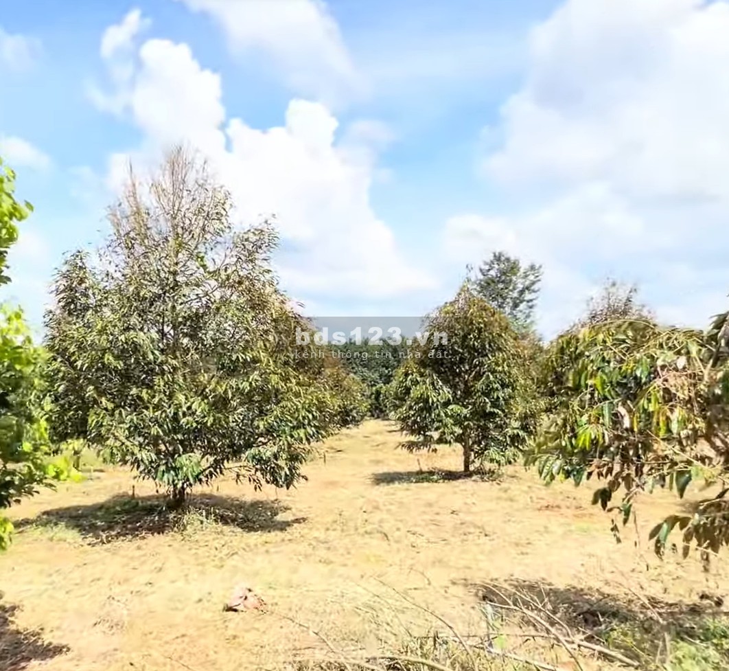1000m2 đất thổ cư sẵn vườn sầu riêng mặt tiền đường nhà nước 18m cần bán gấp giá 220 triệu