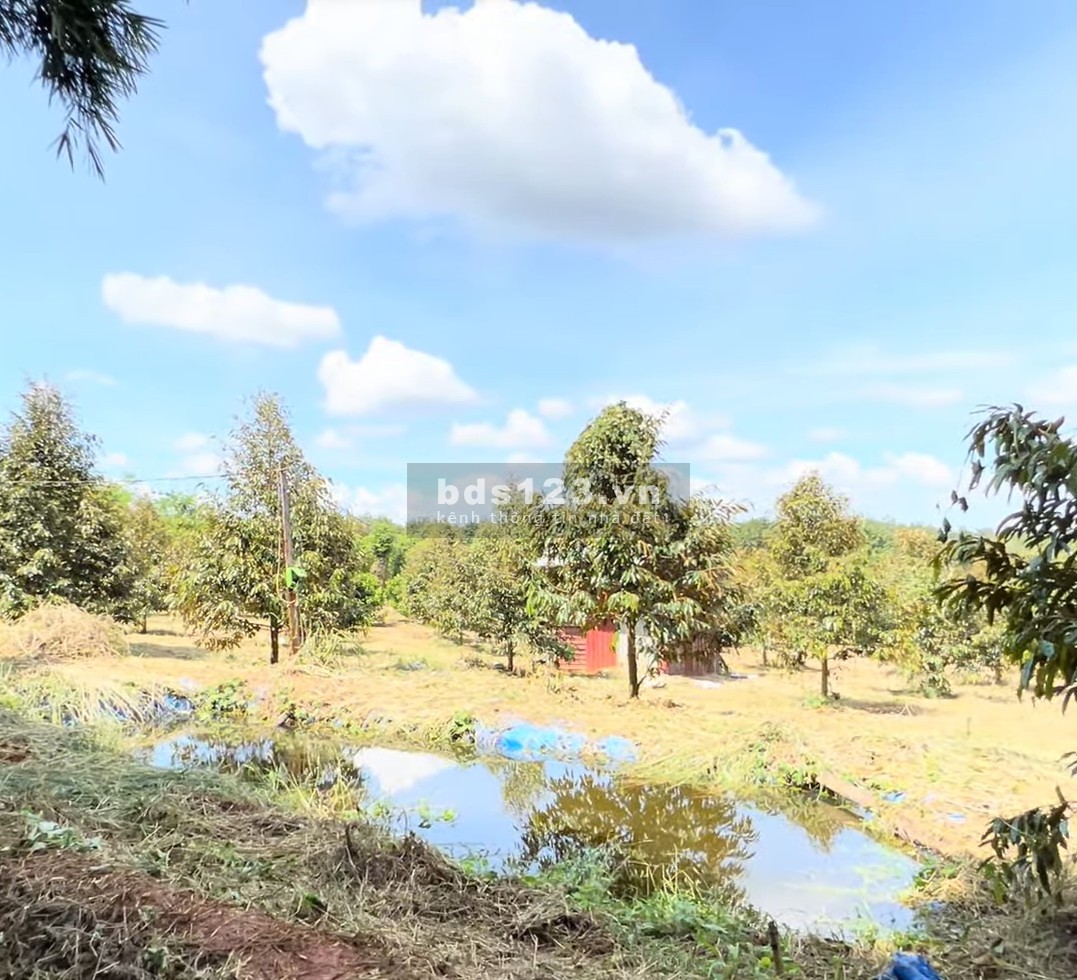 1000m2 đất thổ cư sẵn vườn sầu riêng mặt tiền đường nhà nước 18m cần bán gấp giá 220 triệu
