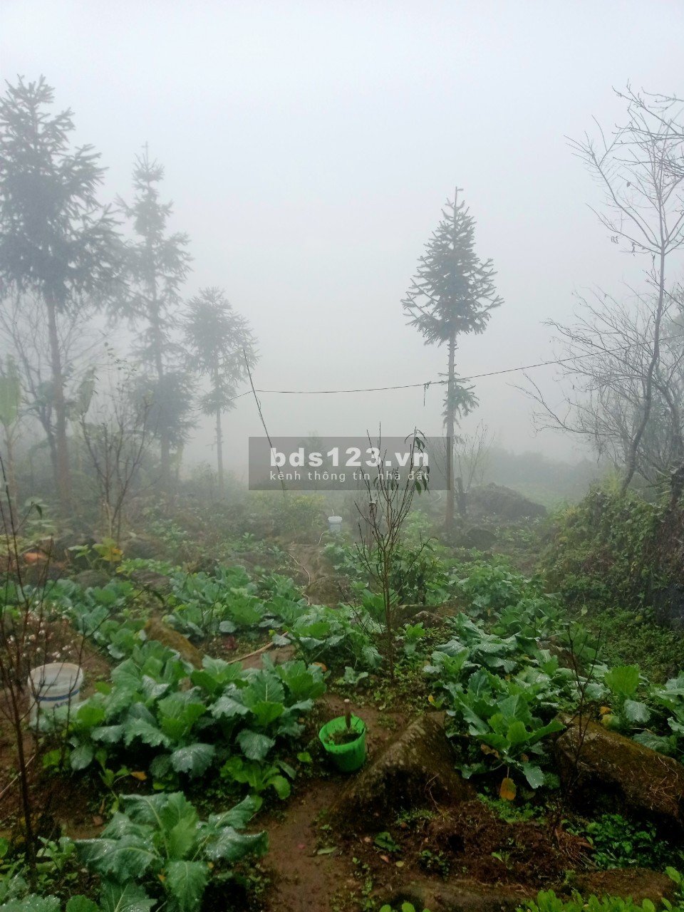 Cắt lỗ mảnh đất view ruộng bậc thang tại Sapa
