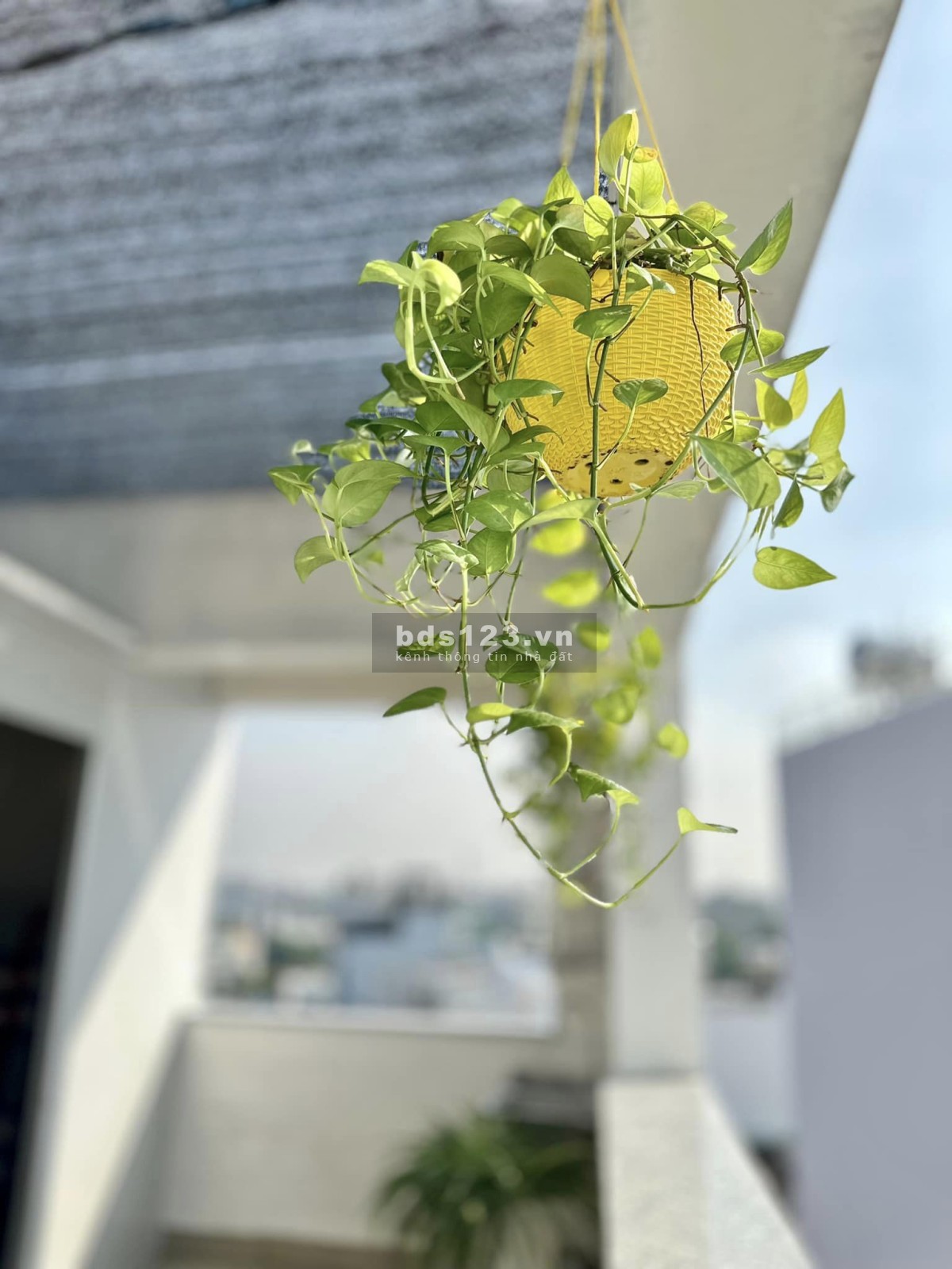 Cho thuê phòng ở được 1-2 người thoáng mát view đẹp giá rẻ bất ngờ Dương Quảng hàm p5 Gò Vấp